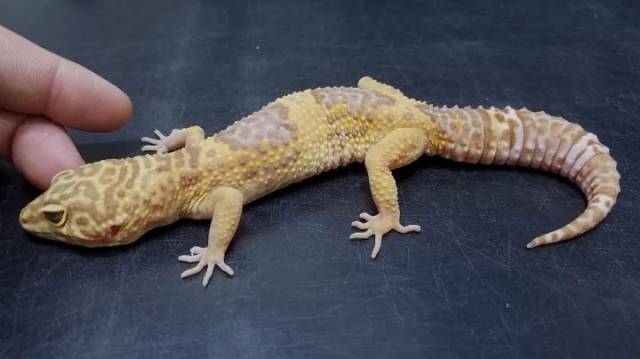 【东邪图鉴】eublepharis斑睑虎属,豹纹守宫leopard gecko 的全家福