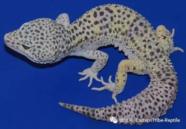 【东邪图鉴】eublepharis斑睑虎属,豹纹守宫leopard gecko 的全家福