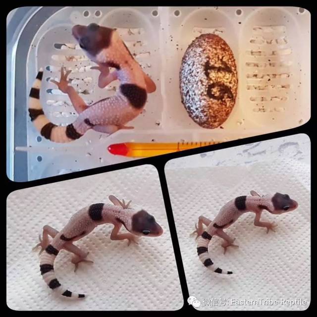 【东邪图鉴】eublepharis斑睑虎属,豹纹守宫leopard gecko 的全家福