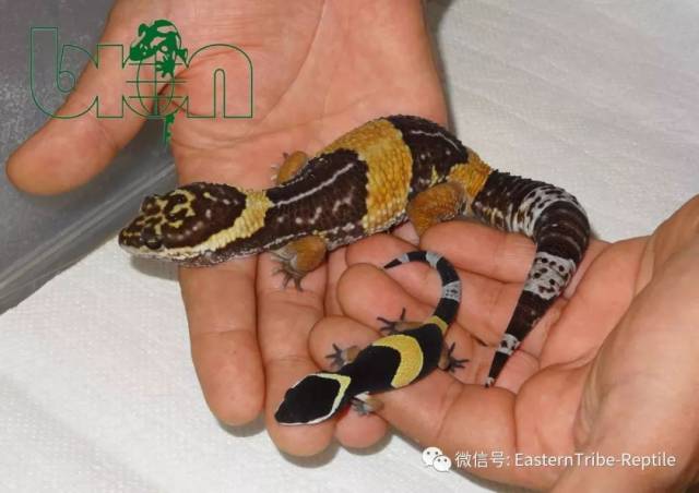 【东邪图鉴】eublepharis斑睑虎属,豹纹守宫leopard gecko 的全家福