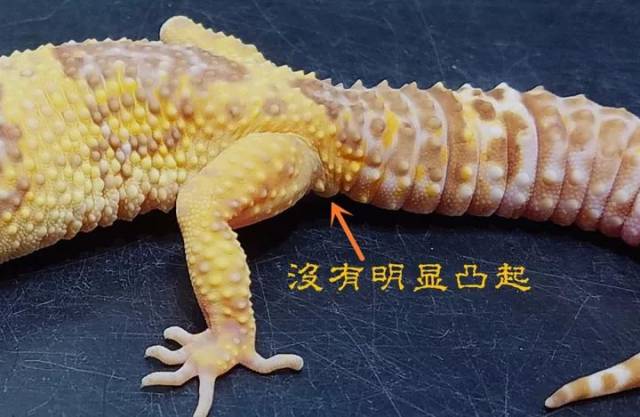 【东邪图鉴】eublepharis斑睑虎属,豹纹守宫leopard gecko 的全家福