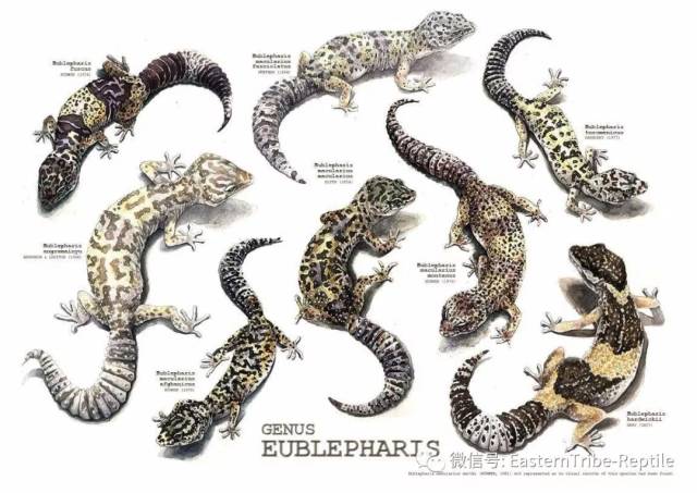 【东邪图鉴】eublepharis斑睑虎属,豹纹守宫leopard gecko 的全家福