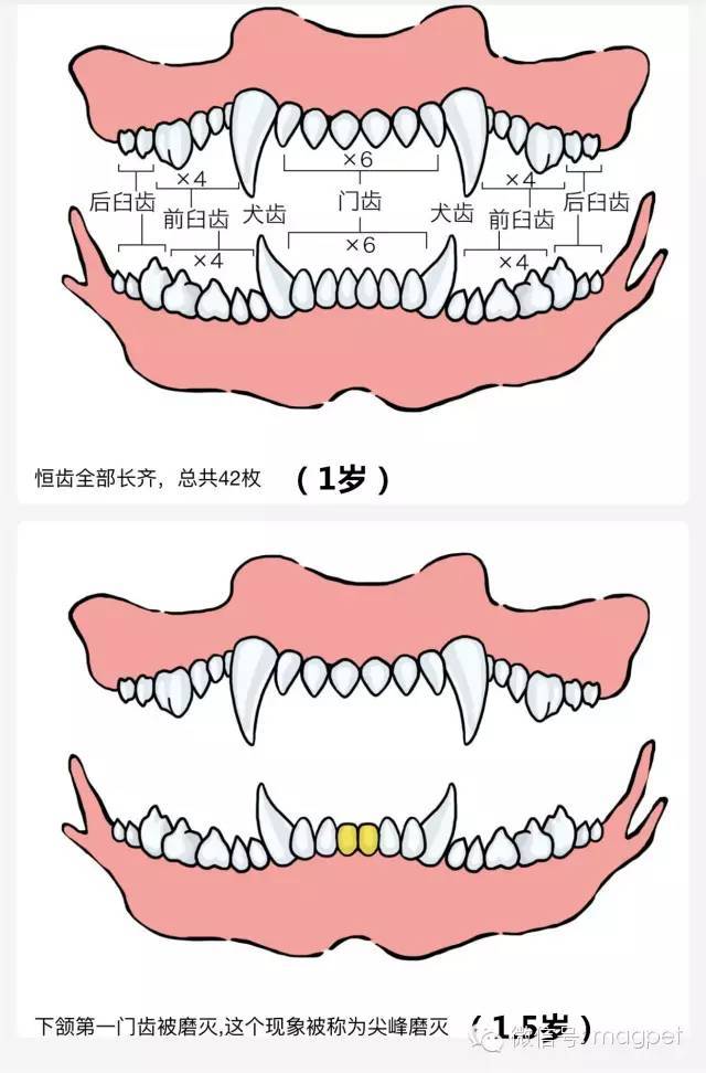 养狗窍门 | 看狗狗牙齿判断年龄