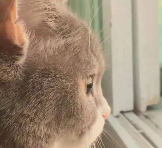 一只被天使吻过眼眸的猫咪,用深邃的眼眸深情的注视着窗外,这胖嘟嘟的