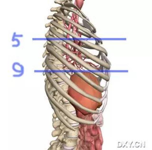 我们熟悉的肝上界是第五肋间隙吧就是锁骨中线上膈肌顶端(顺便复习下