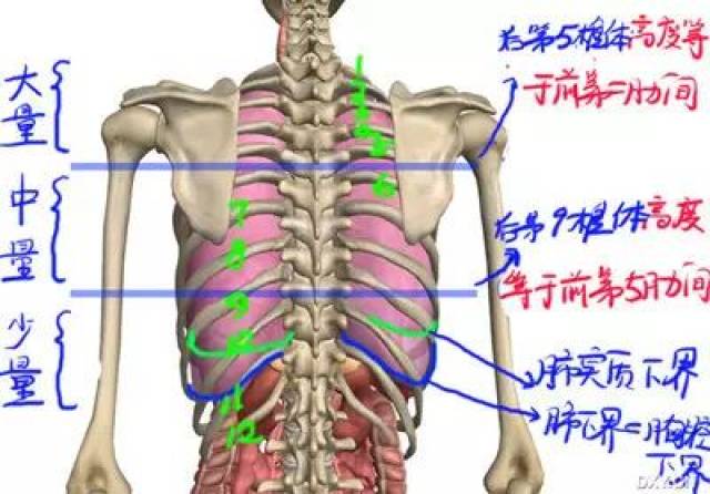 揭开胸水定位之谜:ct,胸片,b超,临床之争