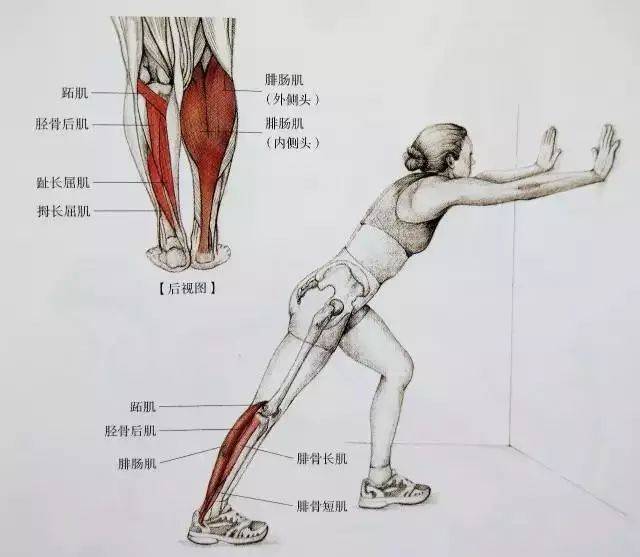 肌肉紧张显小腿粗,十几种小腿拉伸图解示范帮你练出更