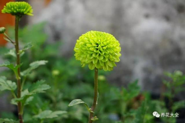 春天菊花这样扦插,1盆变多盆,开花比绣球还大!