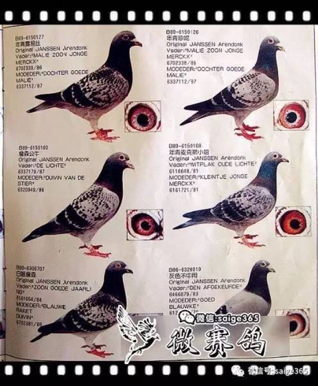 【鸽赏图】97年珍贵照片,詹森原棚种鸽.