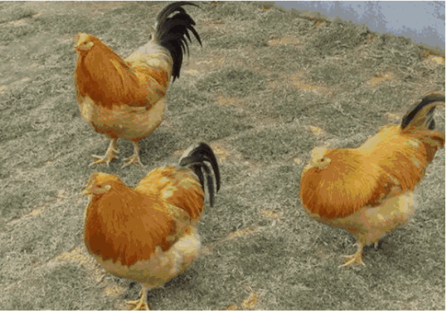 完全保留了土鸡的精华, 富含蛋白质和多种微量元素矿物质.