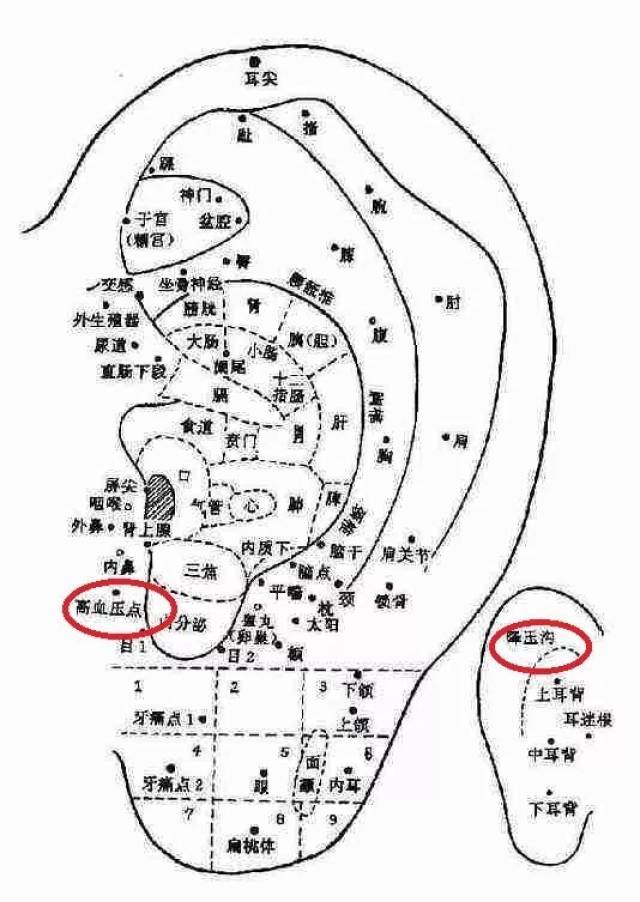 学会这5种耳朵按摩养生法,轻松告别身体"老毛病"!