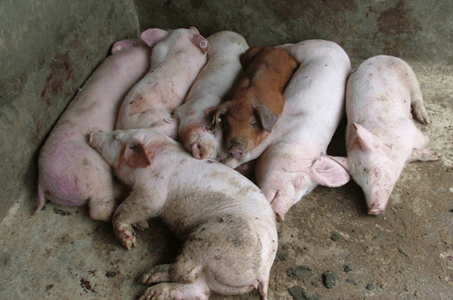 猪细小病毒病主靠加强免疫进行预防,常用灭活苗进行免疫,后备母猪和