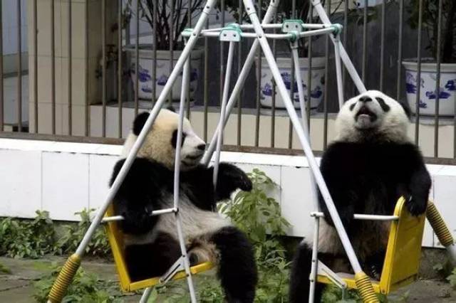 招募·大熊猫保护 | 清明小长假,来把滚滚做成表情包吧!