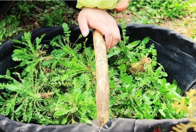 荠菜的药用价值
