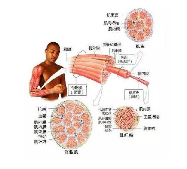 肌纤维组成大小不同的肌群(或肌束).我们在力量训练之后,肌纤维体积