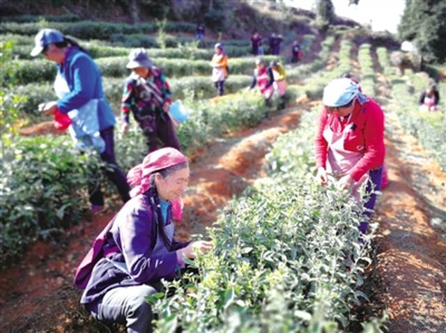 2月27日,天气放晴,水城县龙场乡戈波村村民黎芳华起了一个大早,穿上