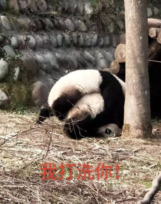 招募·大熊猫保护 | 清明小长假,来把滚滚做成表情包吧!