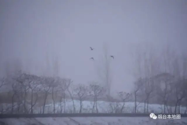 什么鬼天气?烟台一天经历雾,雨,雹,雪"神奇四侠"