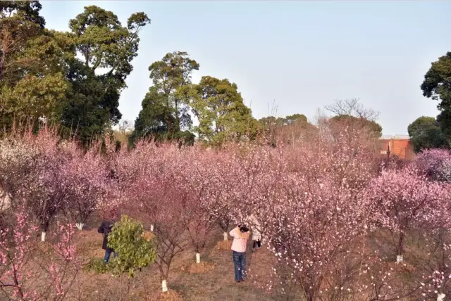 热烈却不俗气 ▲梅林中人 小编实地带回消息 太湖湿地公园的梅花树