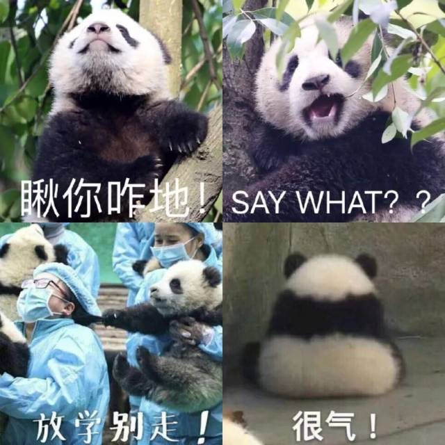 招募·大熊猫保护 | 清明小长假,来把滚滚做成表情包吧!