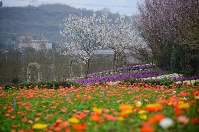 莫负大好春光,3月重庆最佳赏花地都在这里