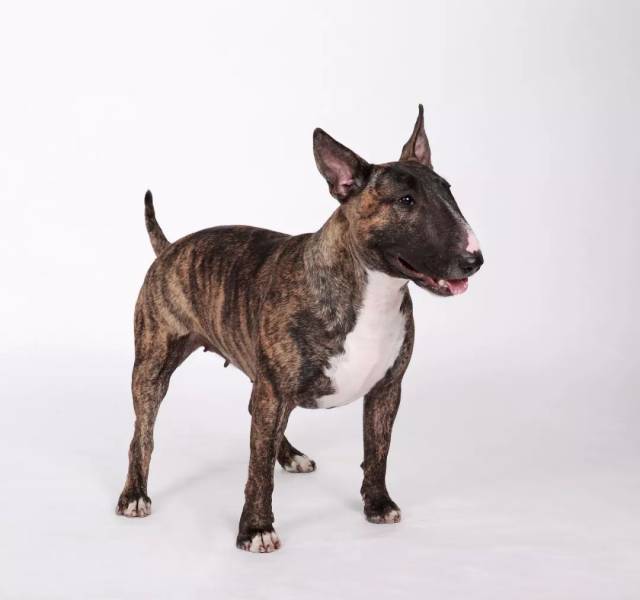 我是怪异杀手牛头梗,这是我的名片!