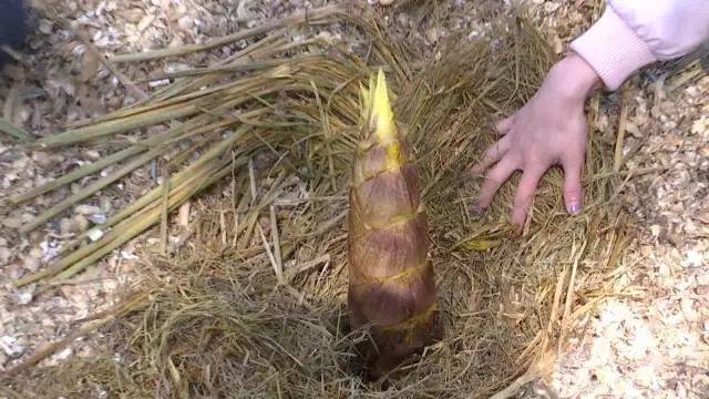 笋是不是就是竹子 ea73820c5b3d4bfe81d12be06b28fddd.jpeg