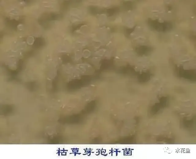 好氧微生物和厌氧微生物