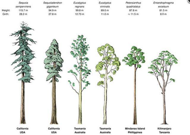 世界上最高的树,是澳洲的"霸王树"还是美国的"亥伯龙神"?