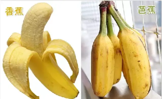 香蕉和芭蕉的区别到底在哪里?你可能一直都搞错了!