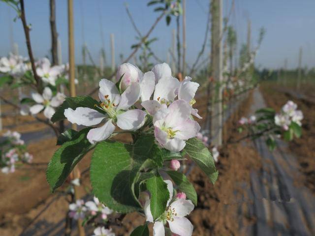 苹果树栽培技术|苹果疏花疏果把握四点