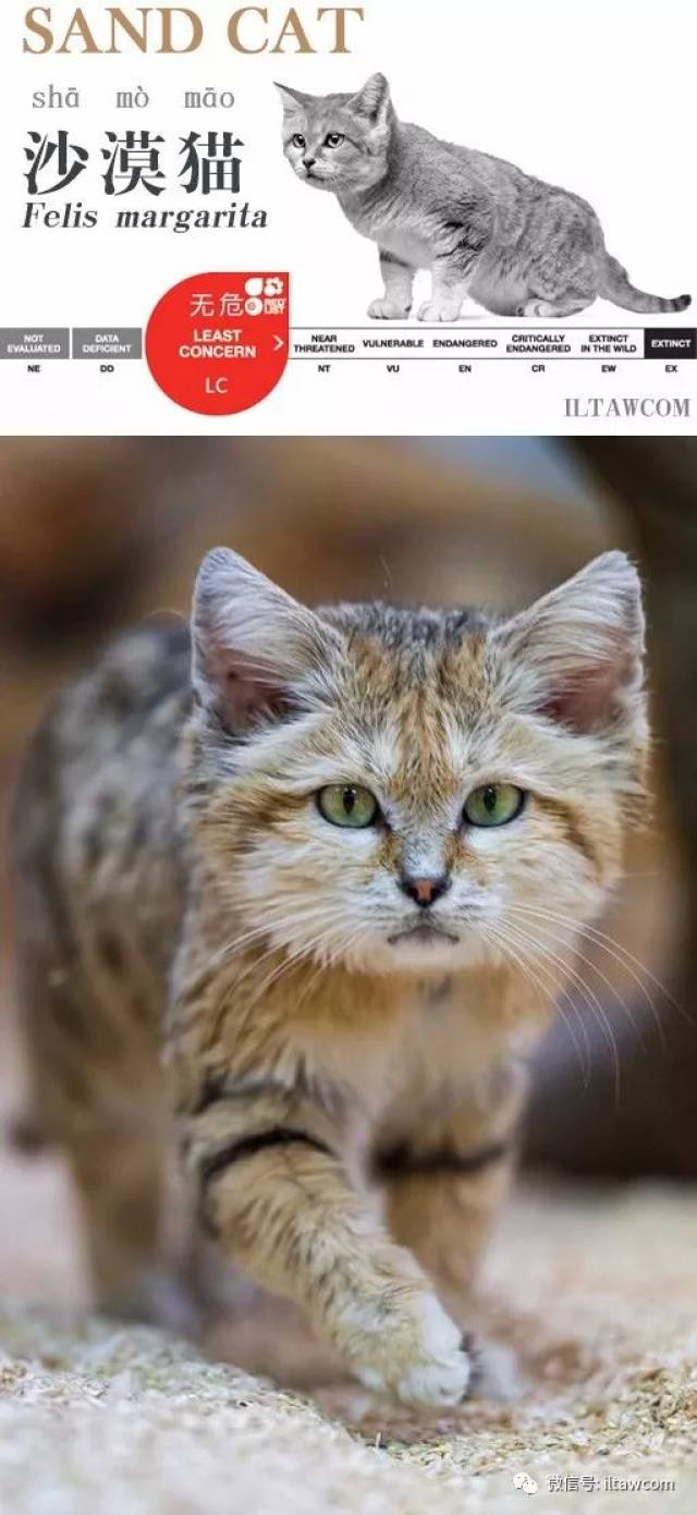 沙漠猫又称沙猫,是种小型猫科动物,生活在非洲和亚洲的沙漠中.