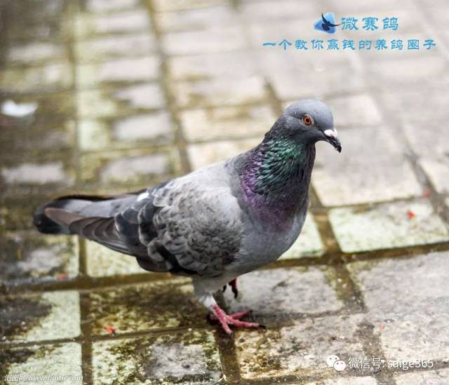 【经验】几种常见鸽病的人用药小处方
