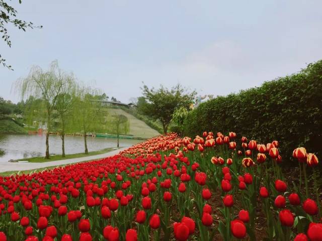 自贡周边的郁金香花开满山,错过就要再等一年.