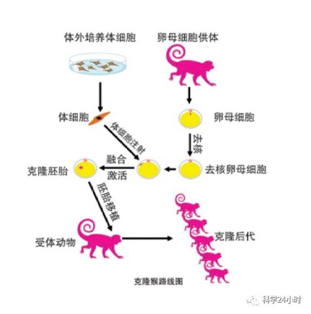 【独家·24小时】从克隆猴到基因编辑猴