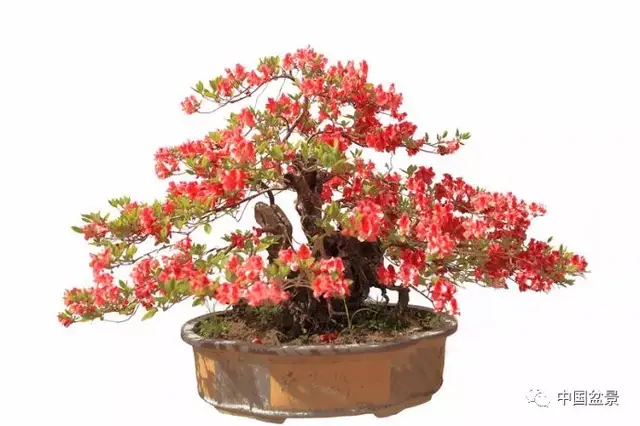 花香频送鸟声回:周久发潘灵德盆景新作欣赏
