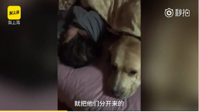 2岁女娃猛亲狗狗,狗狗陪伴宝宝一起长大,网友