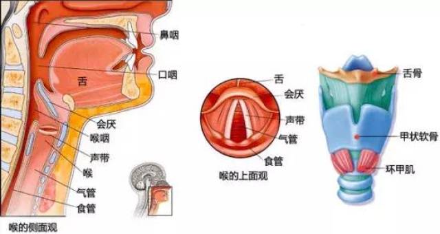 您知道人是怎么发声的吗?