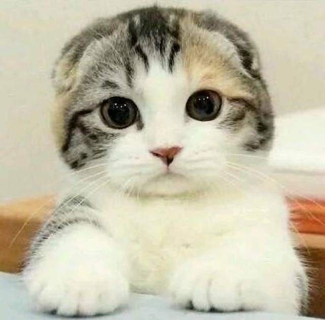 [治愈系萌宠加盟费表情包]猫咪表情爱亲亲大合集,让猫