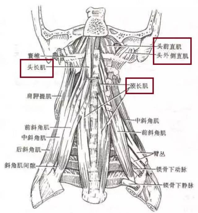 分为颈长肌,头长肌,头前直肌,头外侧直肌,附为颈椎椎体胸椎椎体.