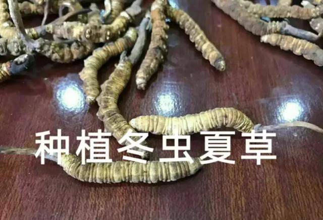 相关报道人工冬虫夏草已经量产,如果真实将震撼整个虫草市场