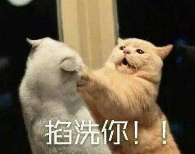 [治愈系萌宠加盟费表情包]猫咪表情爱亲亲大合集,让猫