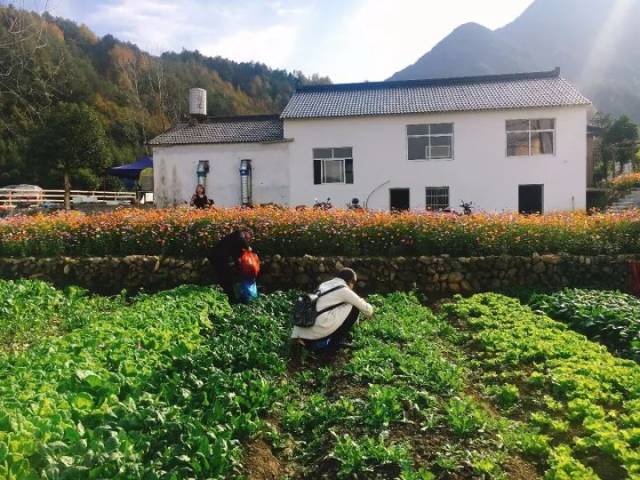 毕淑敏 | 毒不死的城里人