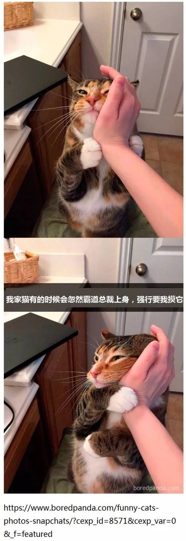 生活又要对我这只小猫咪动手了