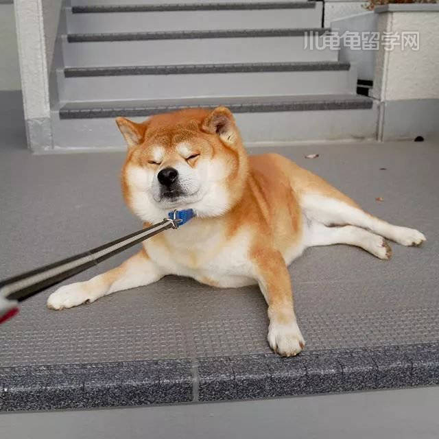治愈系笑容!日本一柴犬爆红,网友:承包了我1年的头像