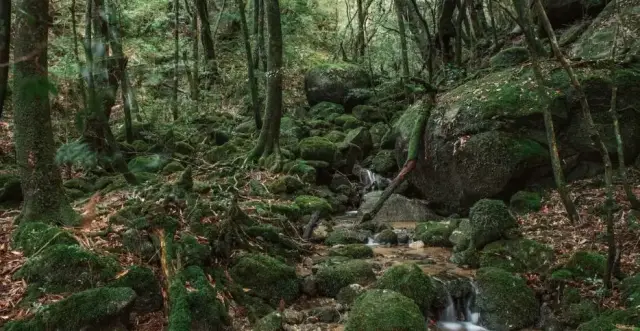 被列入世界自然遗产名录,有着半开荒状态的原始森林,千年屋九杉,苔藓