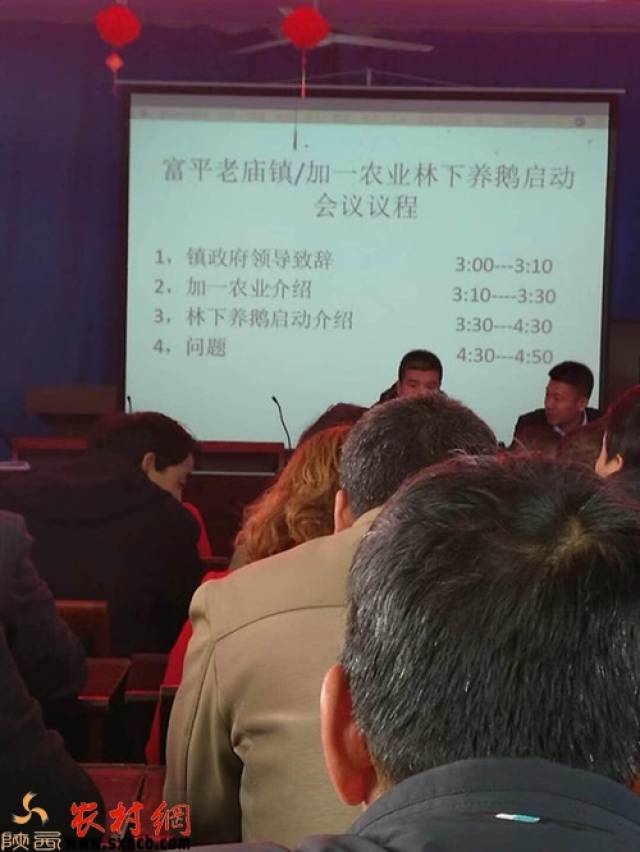 富平县老庙镇:林下养鹅产业 培育转型新动力图片
