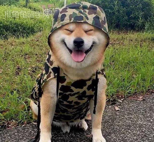 治愈系笑容!日本一柴犬爆红,网友:承包了我1年的头像