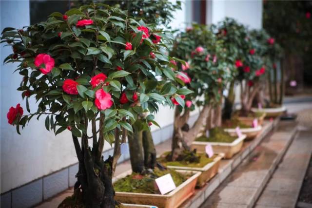 婺城区茶花节