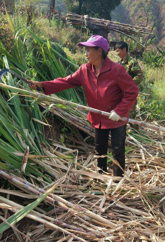 砍甘蔗,扛甘蔗.